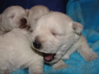 West Highland White Terrier- Szczeniaczki Świecie - zdjęcie 1