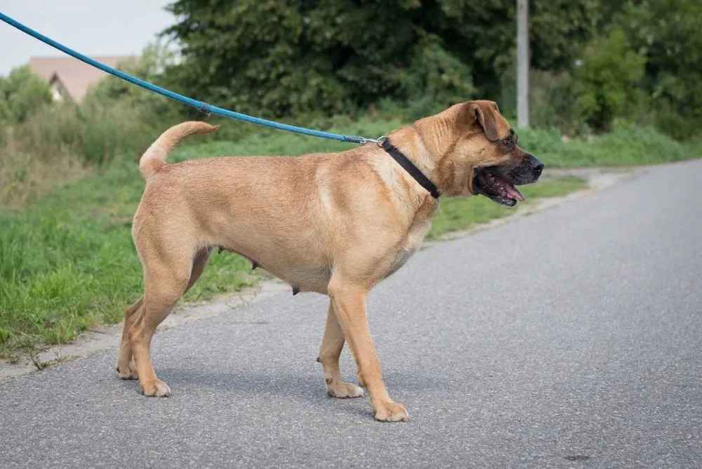 Aza - wesoła, łagodna, rodzinna sunia! Olsztyn - zdjęcie 6