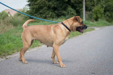 Aza - wesoła, łagodna, rodzinna sunia! Olsztyn - zdjęcie 6