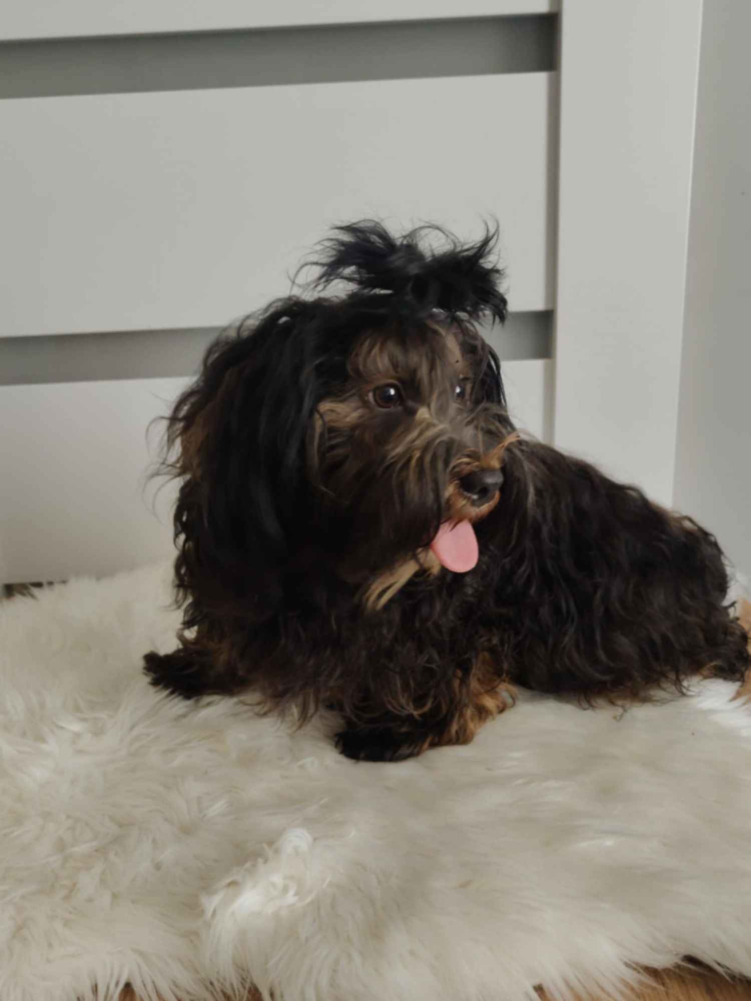 Hawańczyk z rodowodem Poniec - zdjęcie 7