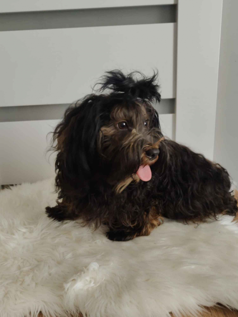 Hawańczyk z rodowodem Poniec - zdjęcie 7