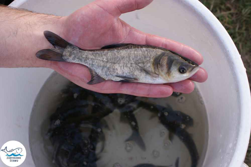 Narybek karp amur tołpyga (węgorz lin sum sandacz jesiotr) Biała Podlaska - zdjęcie 3