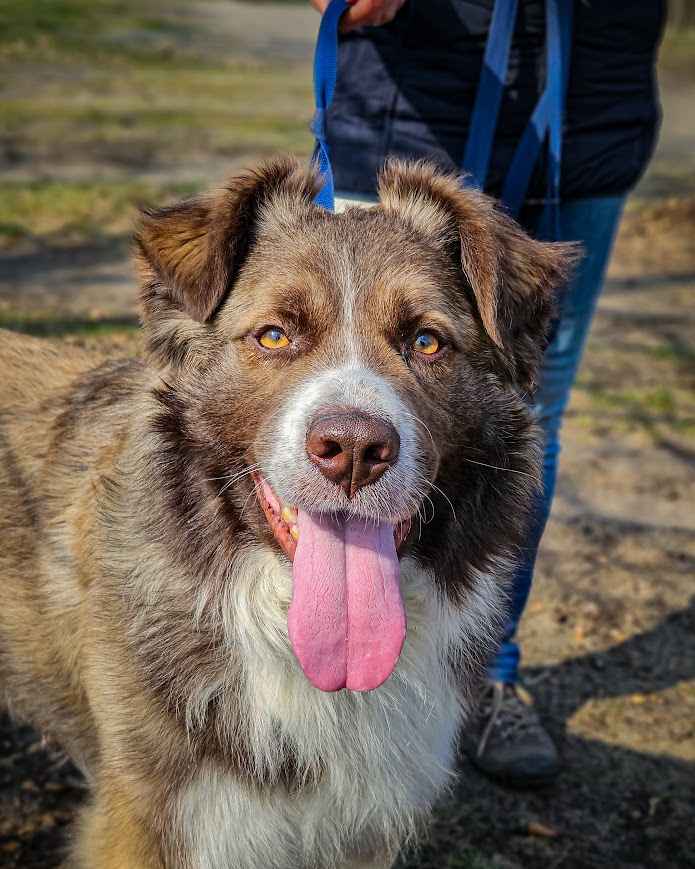 Cudowny, proludzki Rubin kompletnie nie radzi sobie w schronisku :( Rembertów - zdjęcie 2