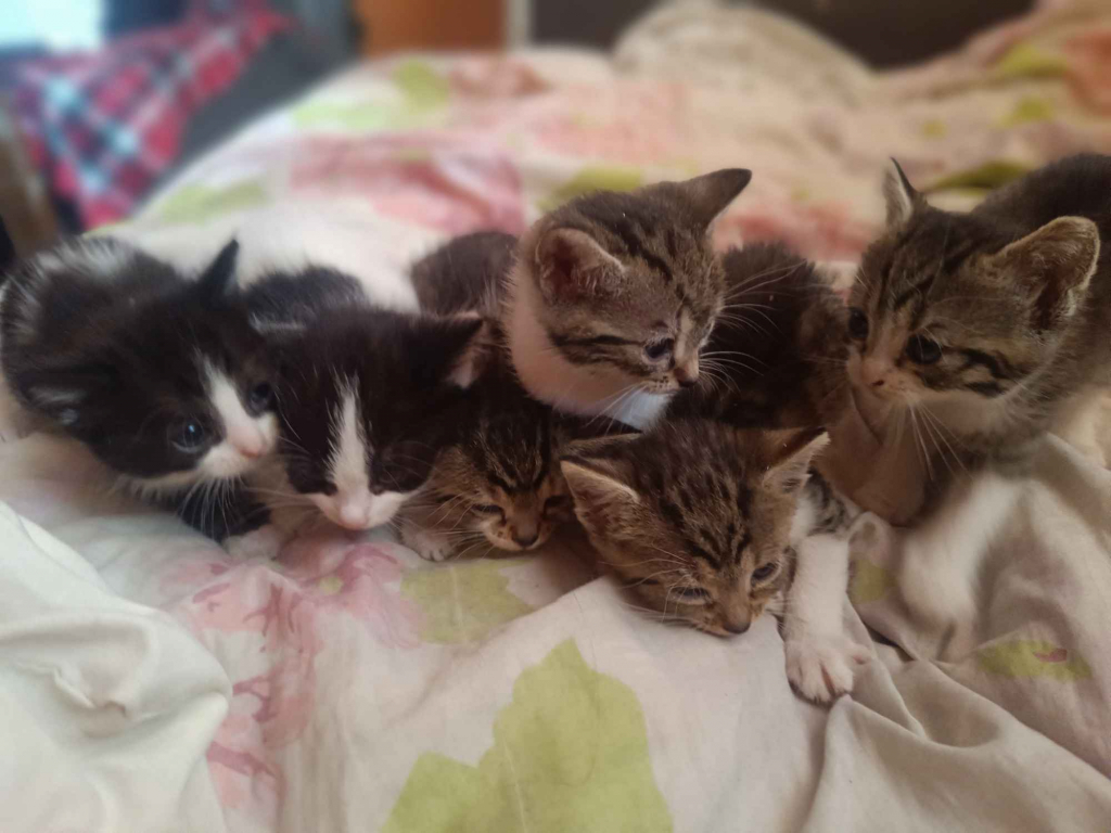 Kotki do oddania Wysoka Głogowska - zdjęcie 5