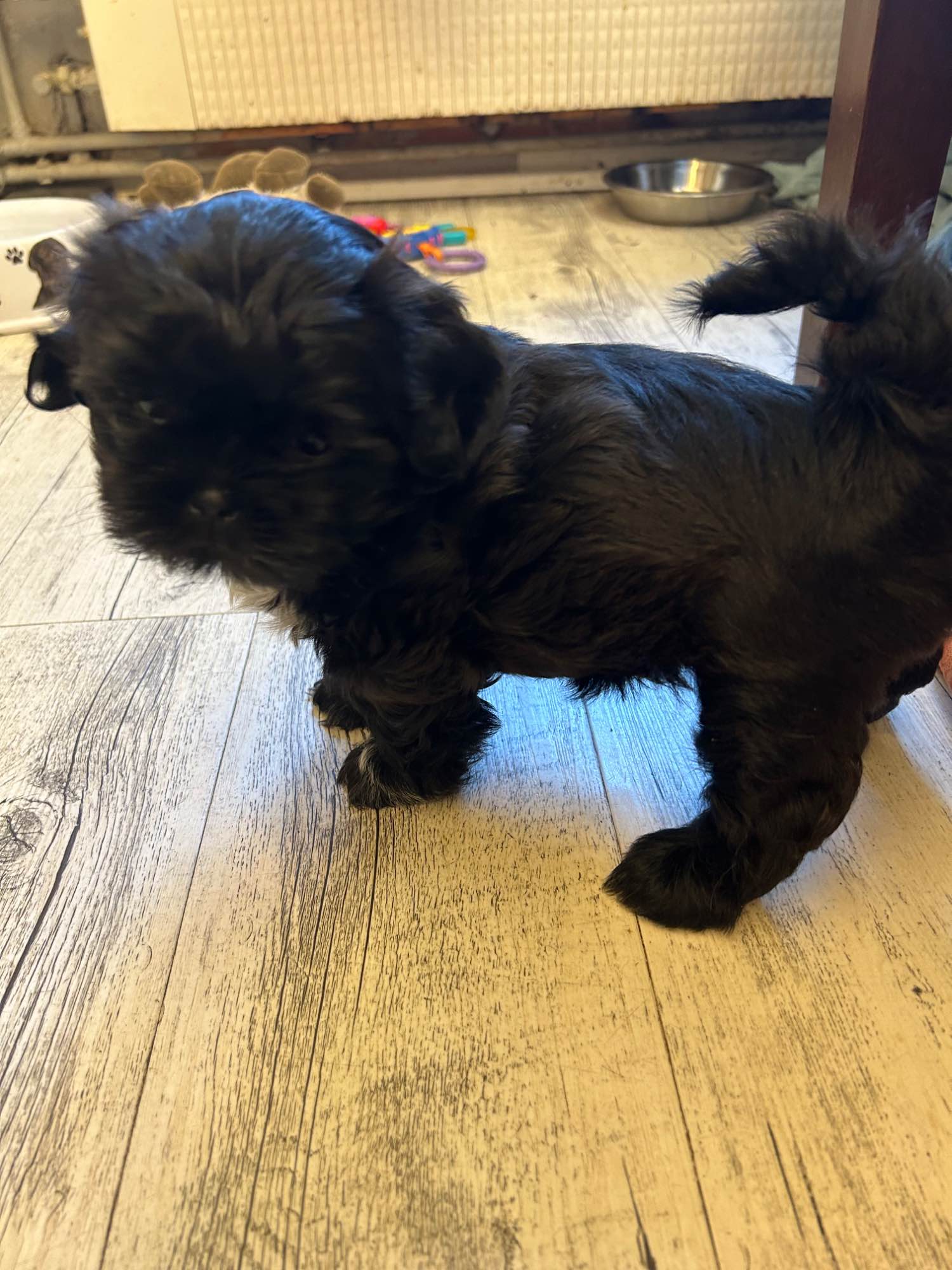 Szczeniak shihtzu Krzyki - zdjęcie 7