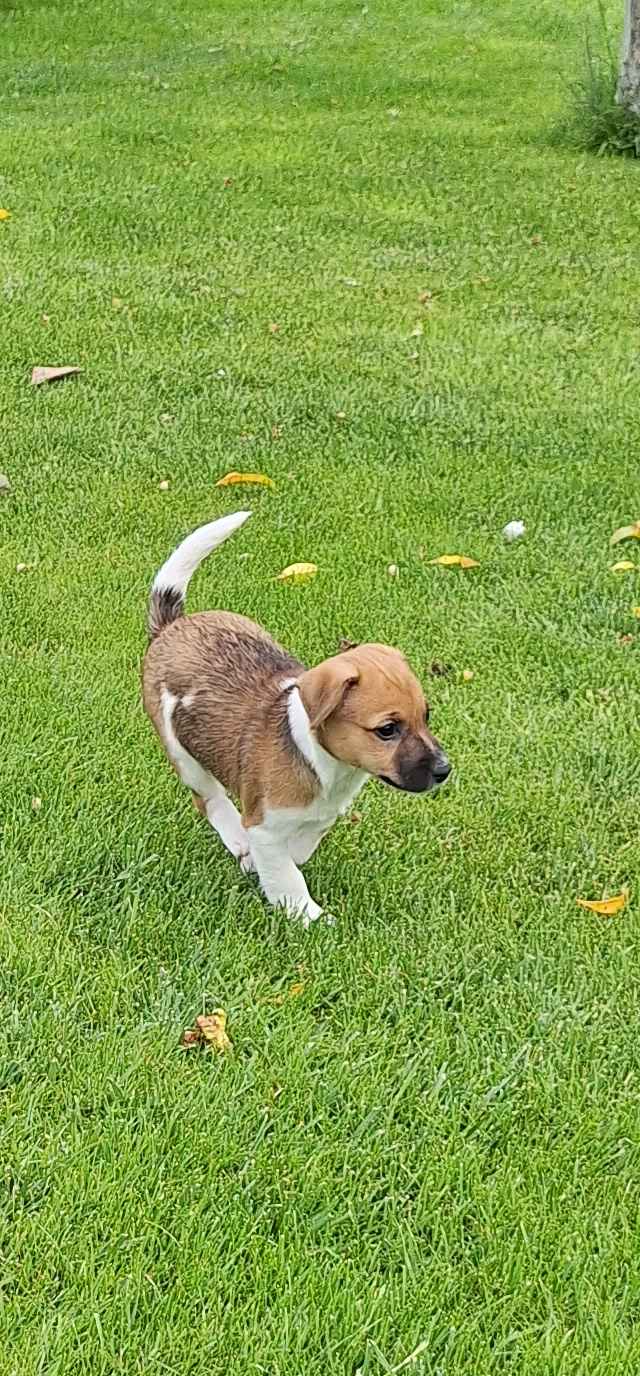 Dam szczeniaki Jack Russell Terrier Kleszczów - zdjęcie 4