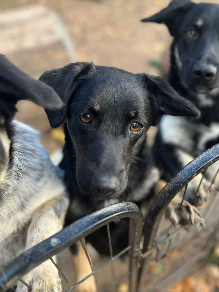 Łagodna Milusia SZCZENIAK szuka kochającego domu! Olsztyn - zdjęcie 1