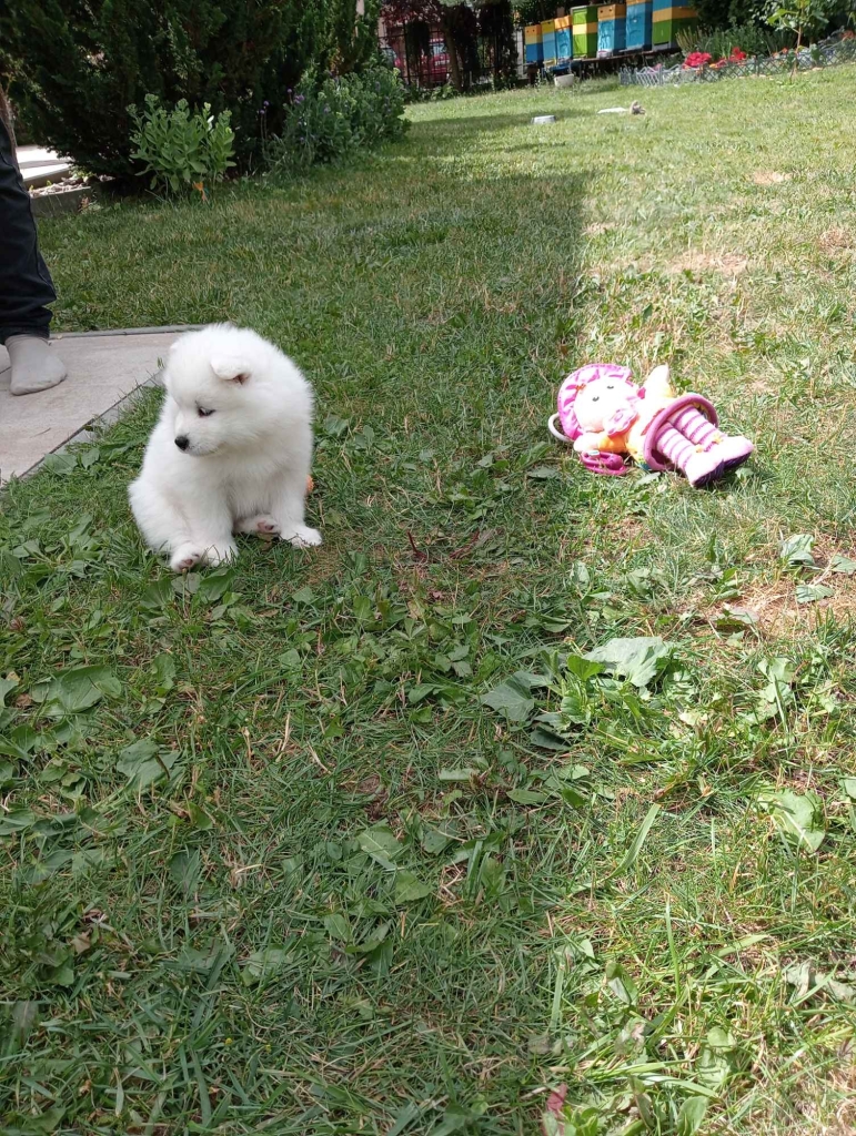 Samoyed Bilcza - zdjęcie 3