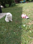 Samoyed Bilcza - zdjęcie 3