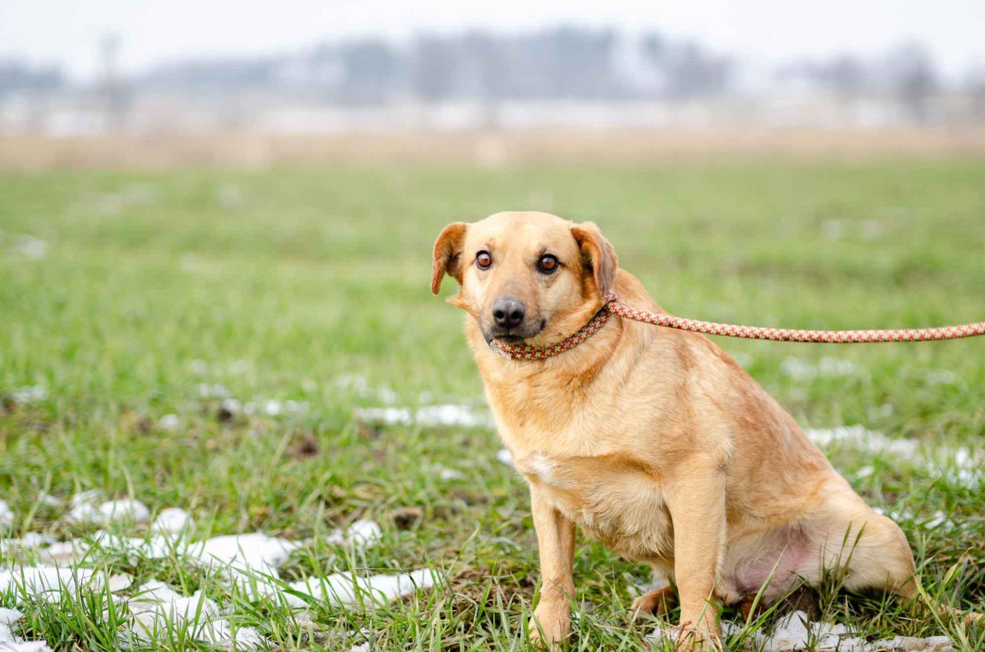 Rudzik - delikatny, spokojny, do rany przyłóż! Olsztyn - zdjęcie 3