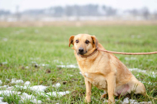Rudzik - delikatny, spokojny, do rany przyłóż! Olsztyn - zdjęcie 3