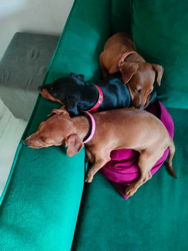 Pinczer miniaturowy z metryką FCI - rodowód ZKwP Wilda - zdjęcie 1