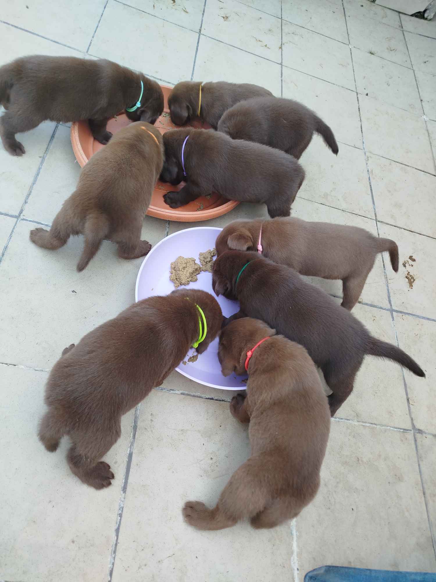 Labrador retriever czekoladowe rodowodowe Pęgów - zdjęcie 2