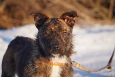 Petra szuka domu! Łętkowice - zdjęcie 3