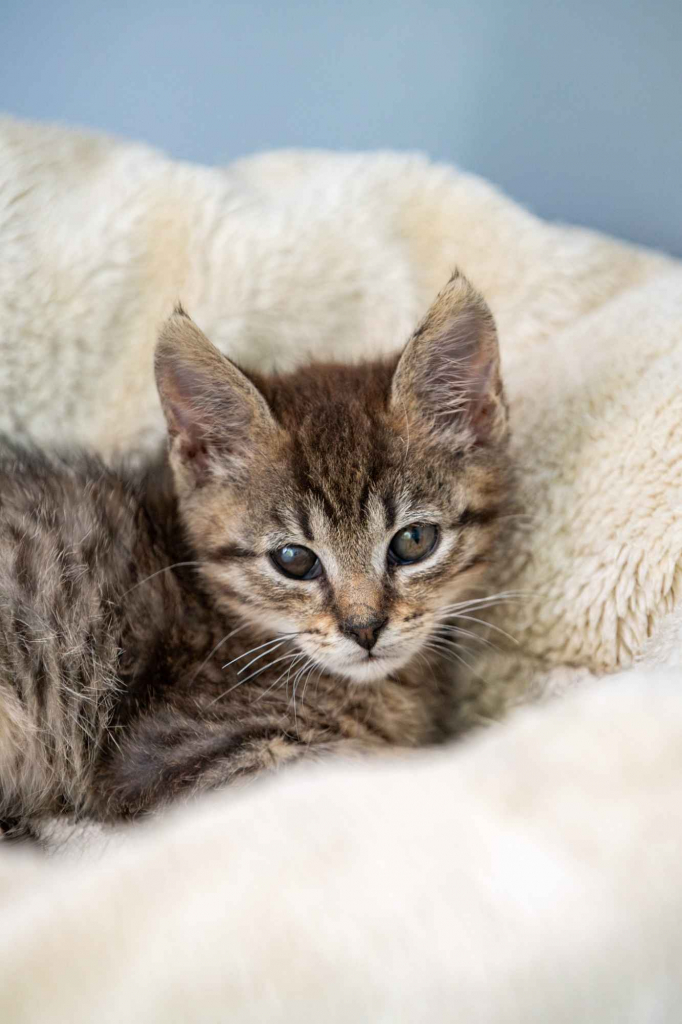 Bigos i Kliper, słodkie kociaki do adopcji Olsztyn - zdjęcie 6