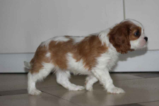 Cavalier King Charles Spaniel-szczeniaczek ZKwP Aleksandria - zdjęcie 4