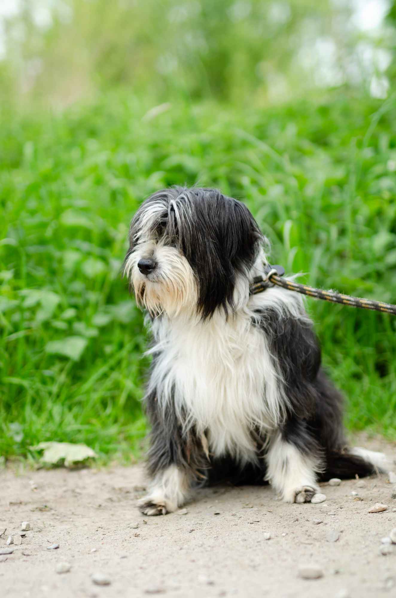 Sonia, młoda, przyjazna BEARDED COLLIE mix Olsztyn - zdjęcie 4