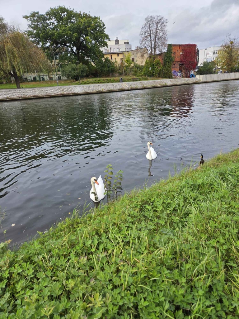 Gabinet nad rzeką w centrum Bydgoszczy Bydgoszcz - zdjęcie 2