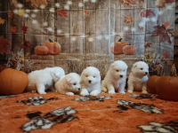 Rasowe szczeniaki samoyed Bukowno - zdjęcie 1