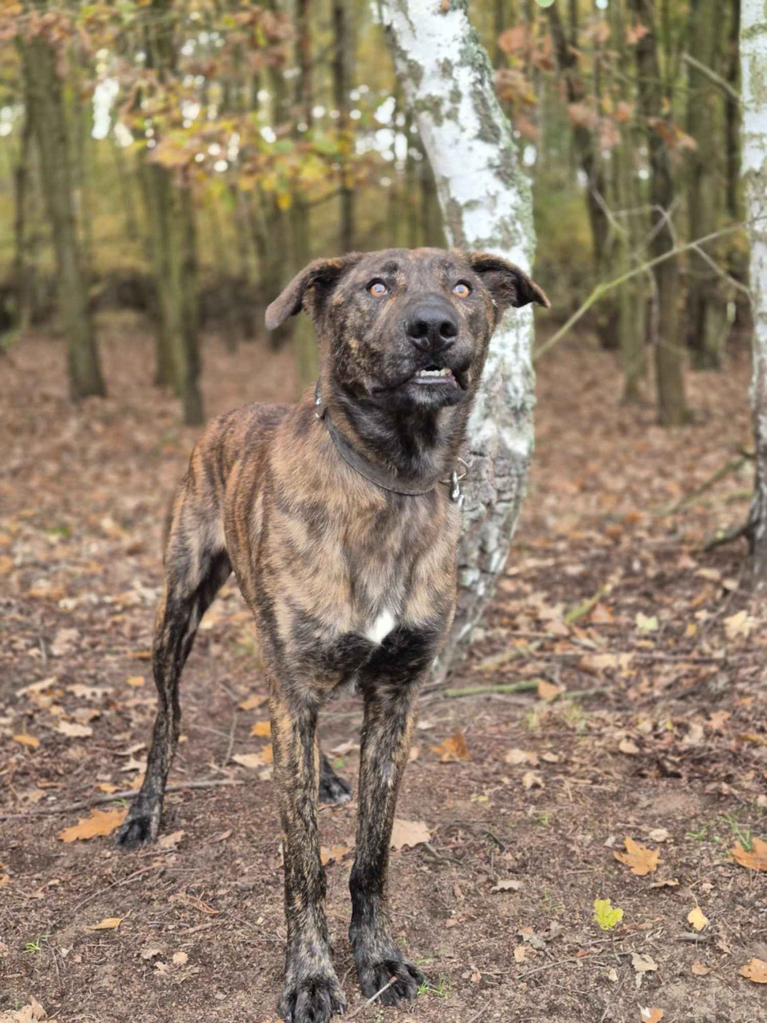Blum - młody, wychowany z dziećmi, aktywny pręgus! Olsztyn - zdjęcie 5