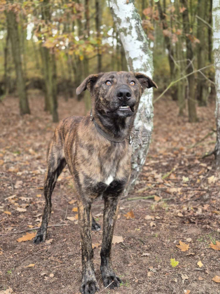 Blum - młody, wychowany z dziećmi, aktywny pręgus! Olsztyn - zdjęcie 5