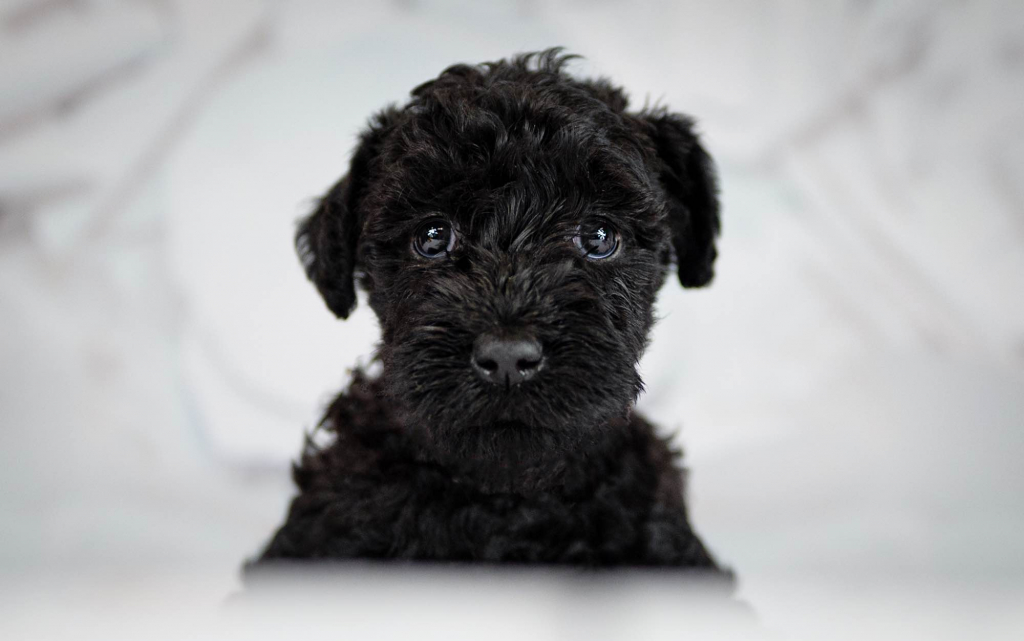 Kerry blue terrier Jedyne szczenięta w Polsce Radom - zdjęcie 11