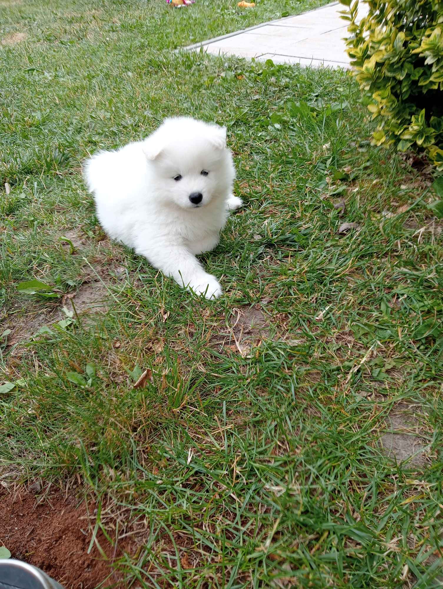 Samoyed Bilcza - zdjęcie 4