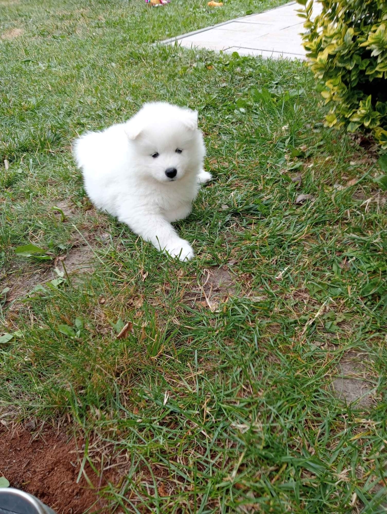 Samoyed Bilcza - zdjęcie 4