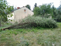 Odam za darmo drzewo owocowe  na opał Milanówek - zdjęcie 1