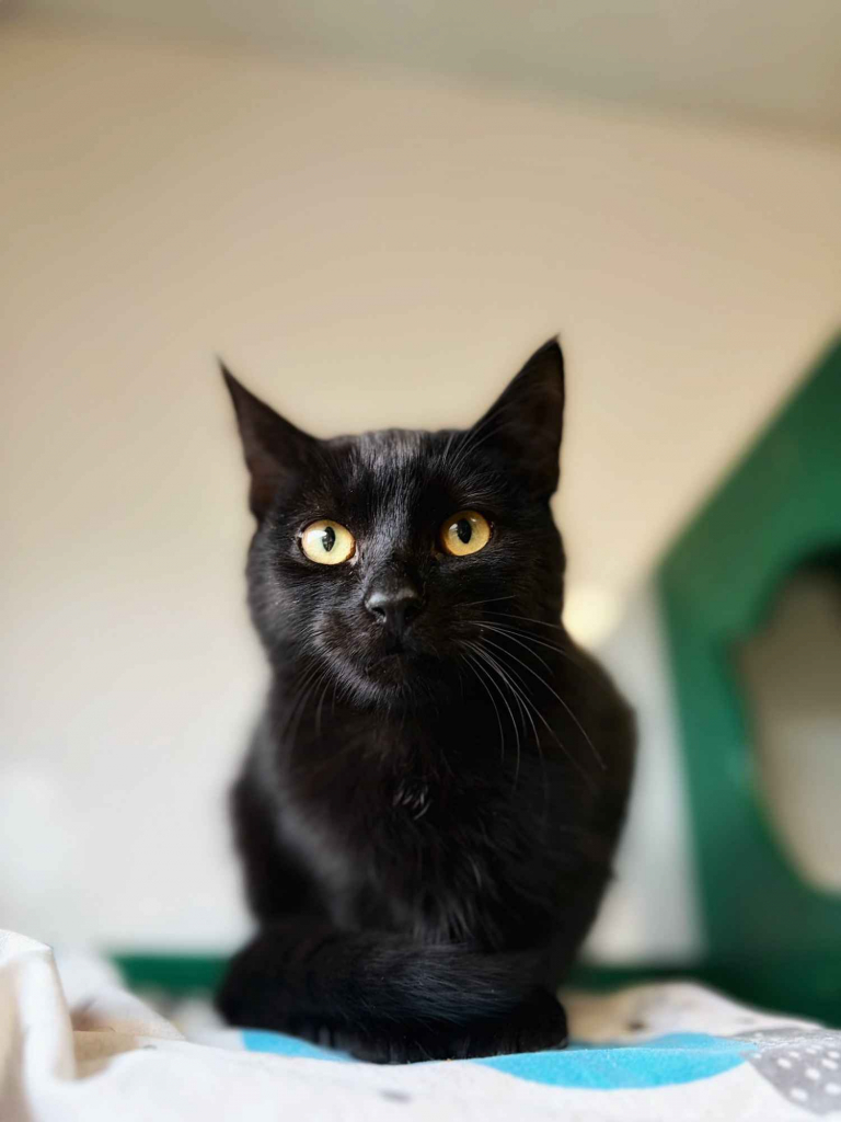 6 miesięczny kociak Gizmo szuka domu Olsztyn - zdjęcie 3