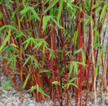 Fargesia red dragon
