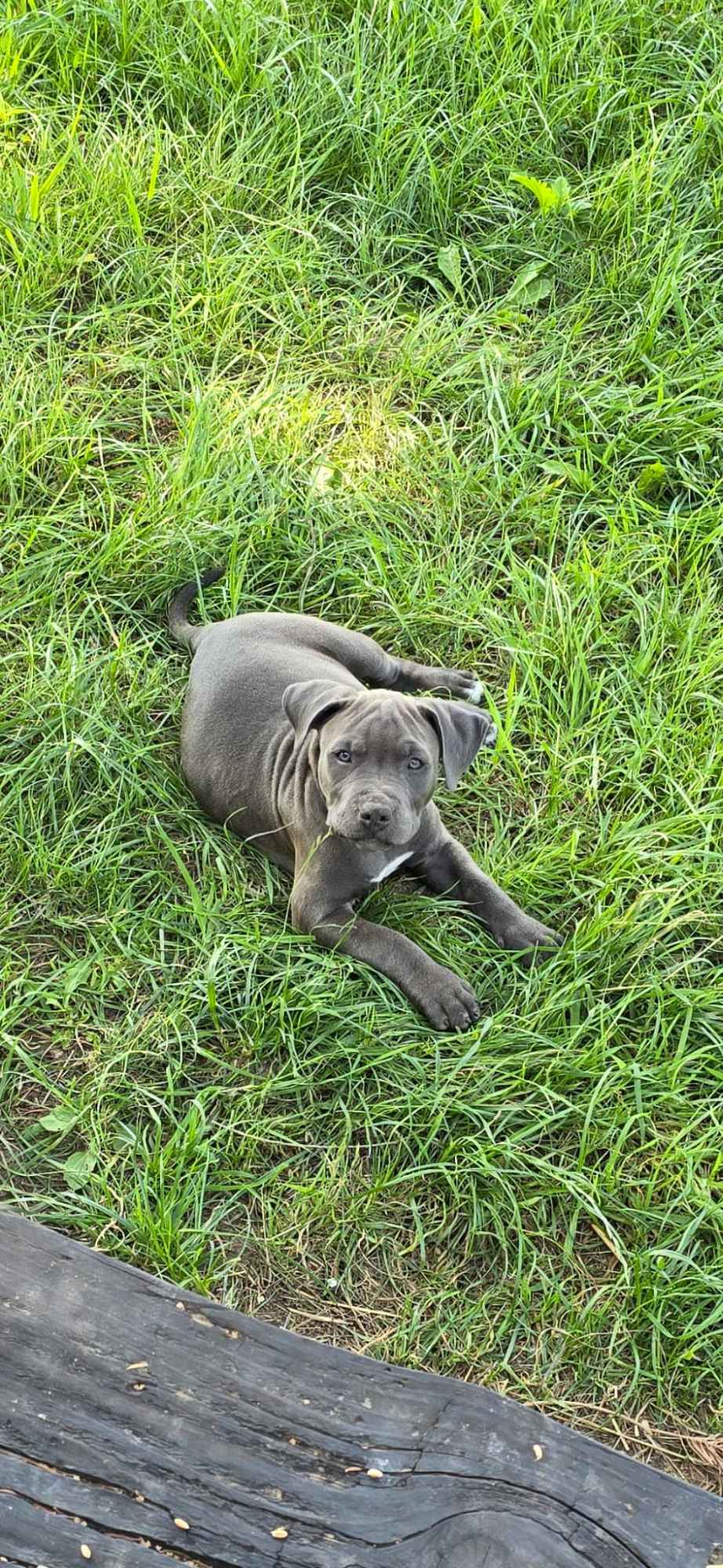 Blue Amstaff American Staffordshire Terrier Ludwin - zdjęcie 5