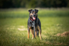 Gucio - młody, niekonfliktowy, wychowany psiak! Olsztyn - zdjęcie 4