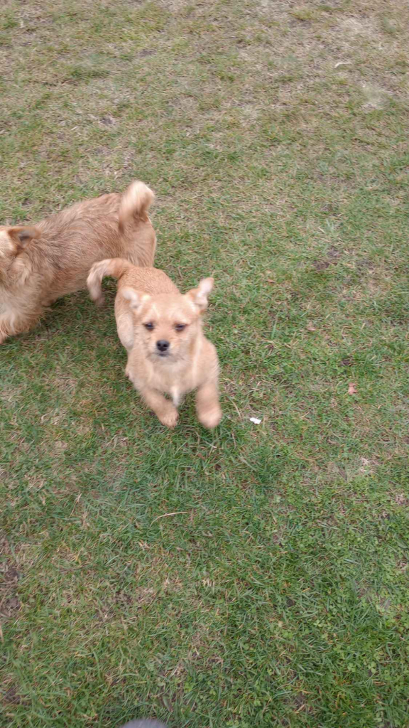 Piesek półroczny do wydania Stogniowice - zdjęcie 3