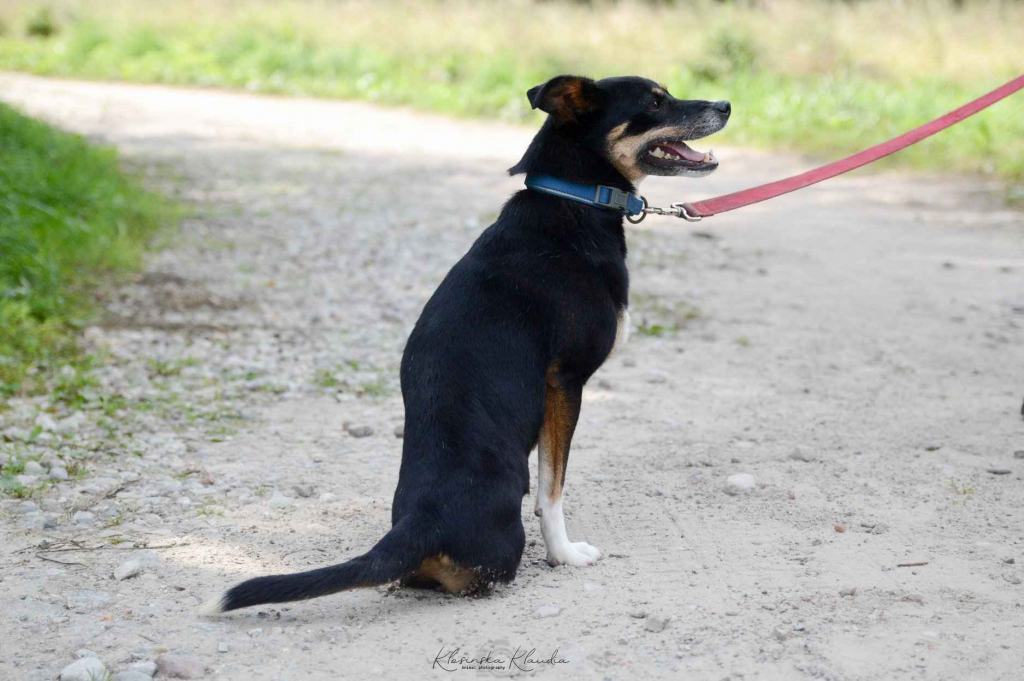 Natka - wyjątkowa sunia szuka domu! Olsztyn - zdjęcie 2