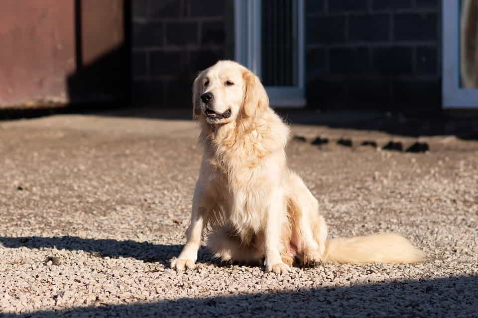 Harry tęskni za własnym kątem 💔 Łętkowice - zdjęcie 1