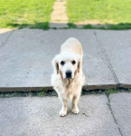 Szczeniaki / psy Golden Retriever Związek Kynologiczny FCI Wadowice - zdjęcie 4