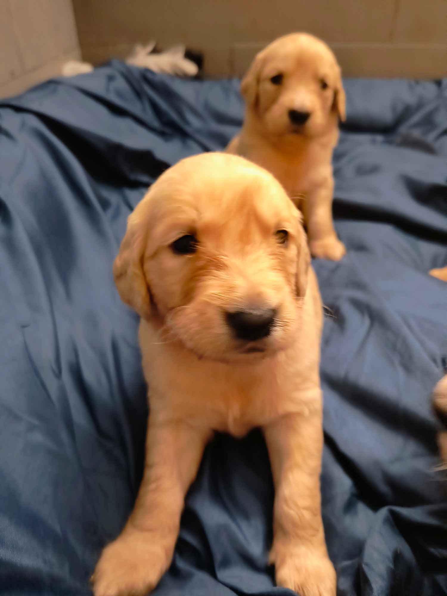 Szczeniaki Golden Retriver Kraśnik - zdjęcie 1