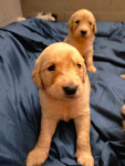 Szczeniaki Golden Retriver