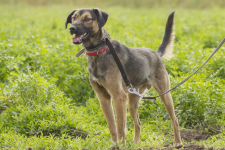 Zrób miejsce w sercu - Szaraczek gotowy do adopcji ♥️🏠 Łętkowice - zdjęcie 2