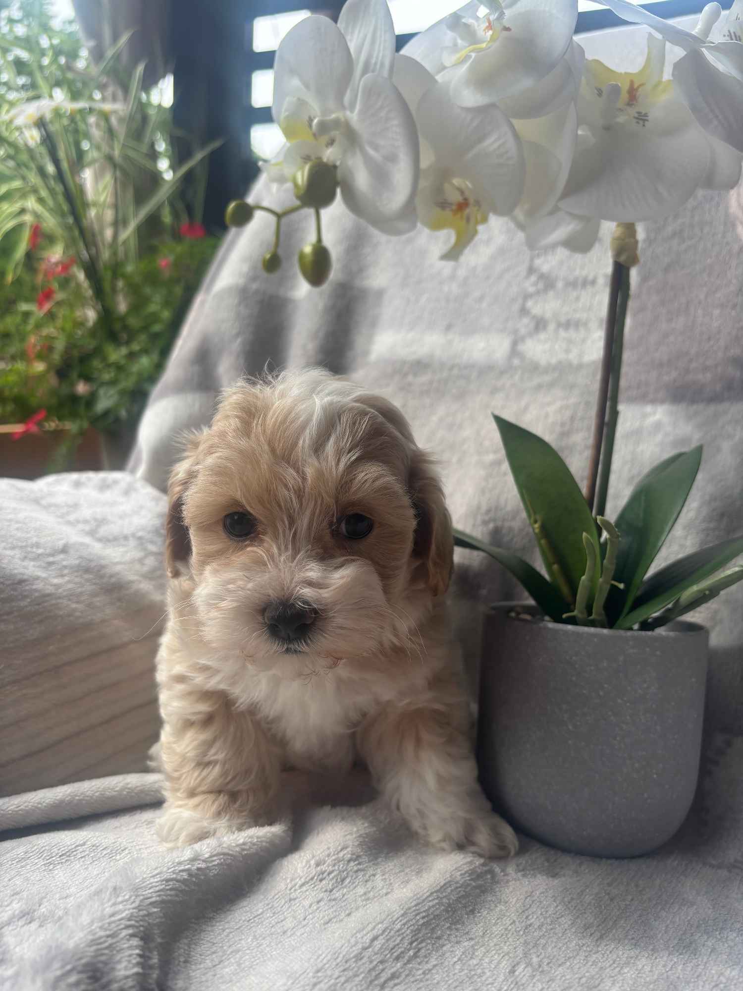 Maltipoo F1 samica Częstochowa - zdjęcie 2