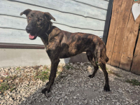 Blum - młody, wychowany z dziećmi, aktywny pręgus! Olsztyn - zdjęcie 7