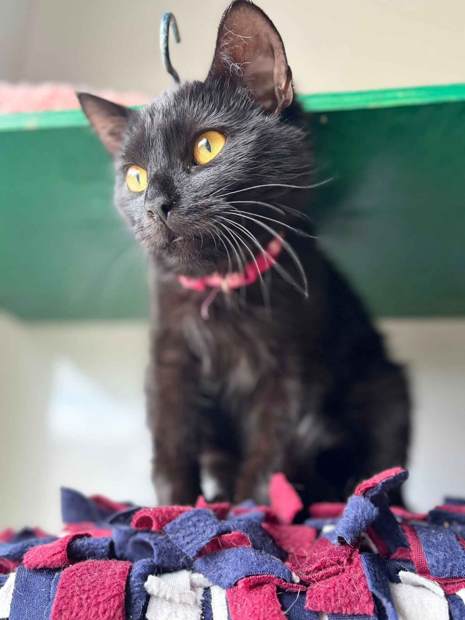 Gizmo - półroczny, wesoły kociak szuka domu! Olsztyn - zdjęcie 1