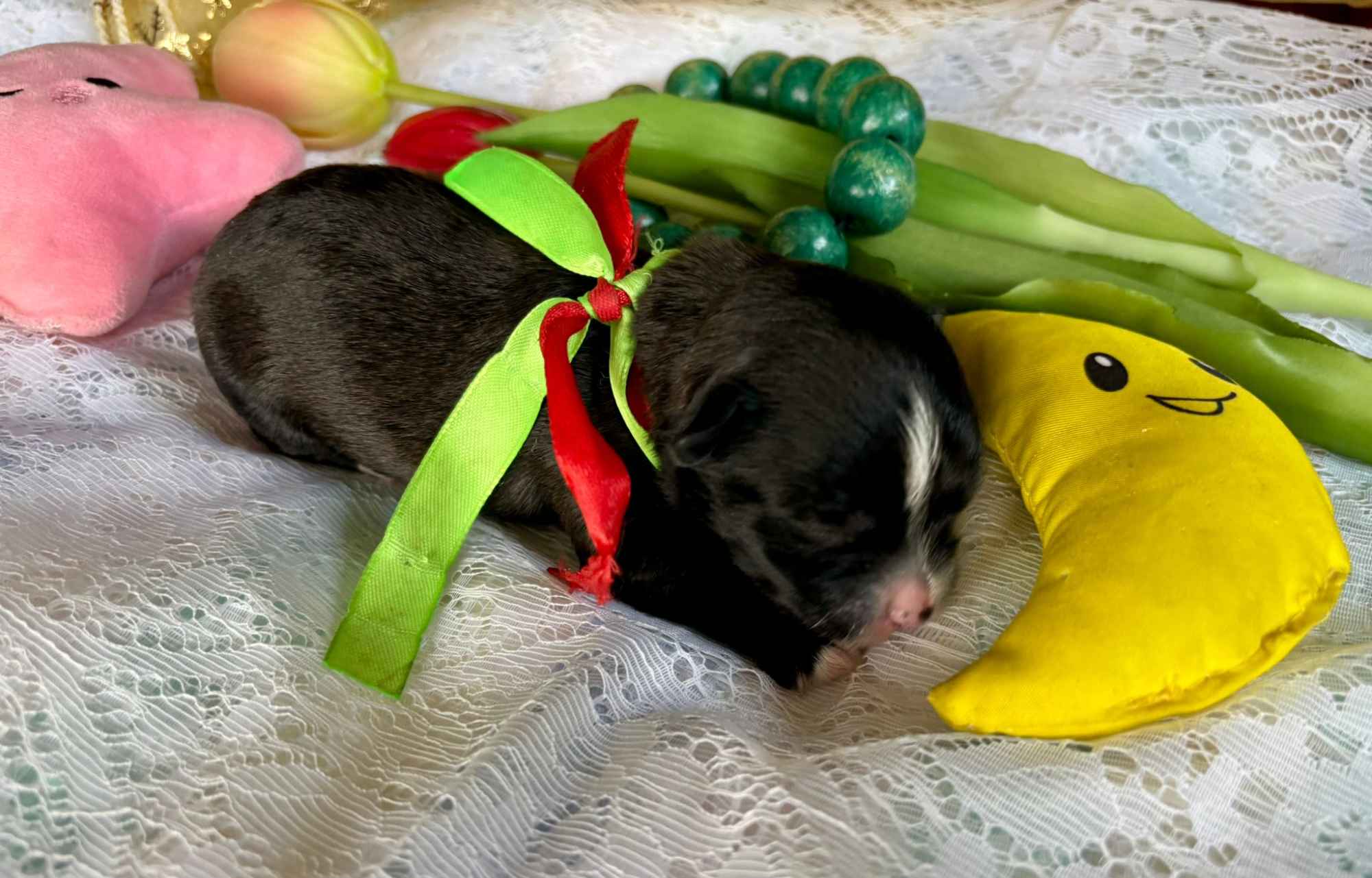 Hawańczyk – bajecznie wykolorowany szczeniak po Championce Pogórze - zdjęcie 4