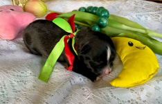 Hawańczyk – bajecznie wykolorowany szczeniak po Championce Pogórze - zdjęcie 4