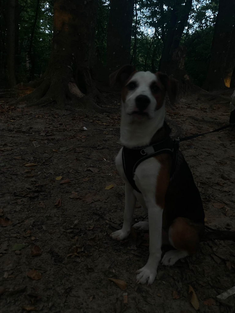 Oddam psiaka Gryfice - zdjęcie 1