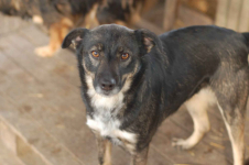 Megi i Pegi, cudowne siostry BŁAGAJĄ o dom! Olsztyn - zdjęcie 4