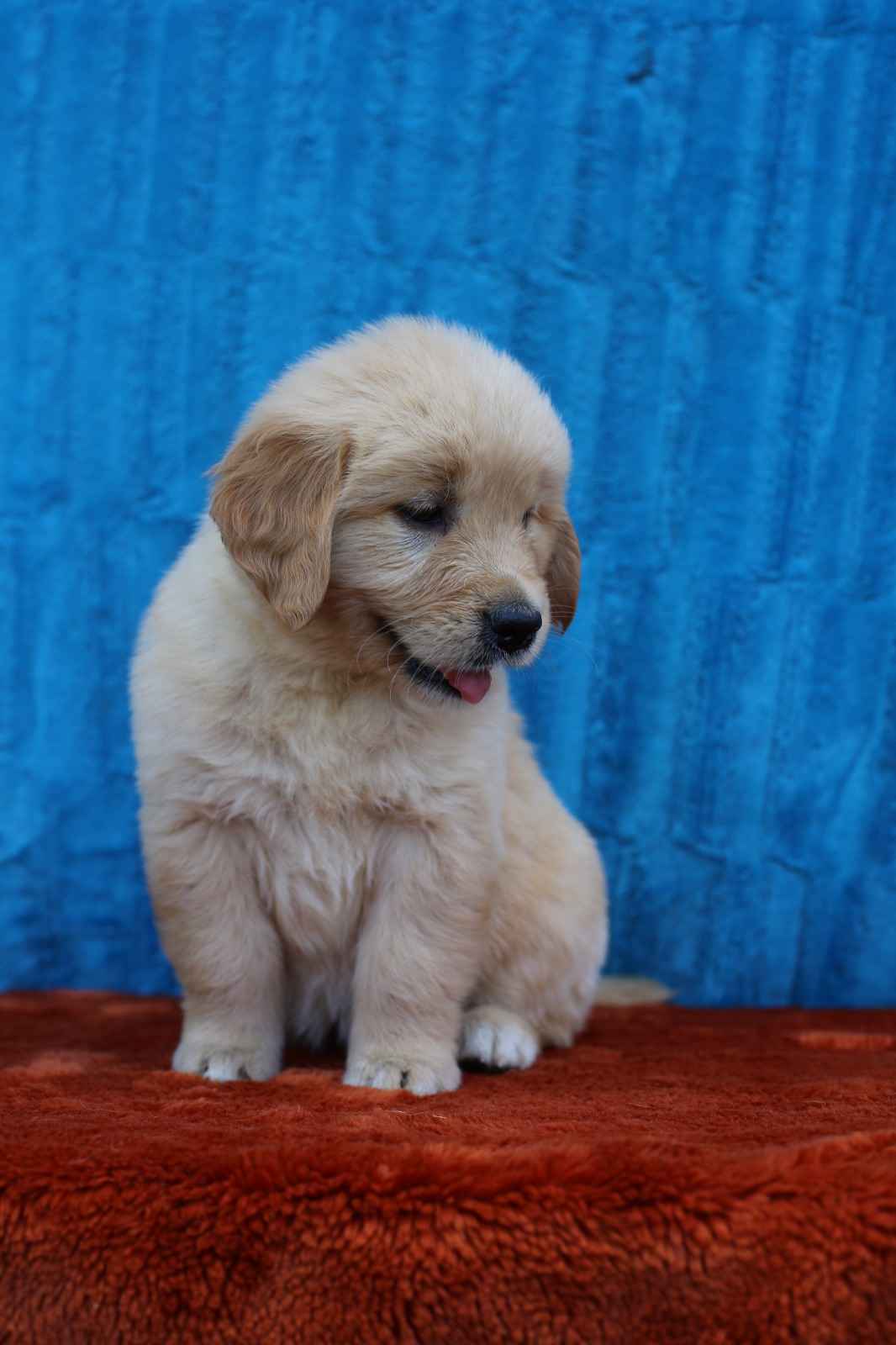 Golden Retriever-biszkoptowe  mniejsze i większe szczeniaki, Polesie - zdjęcie 2