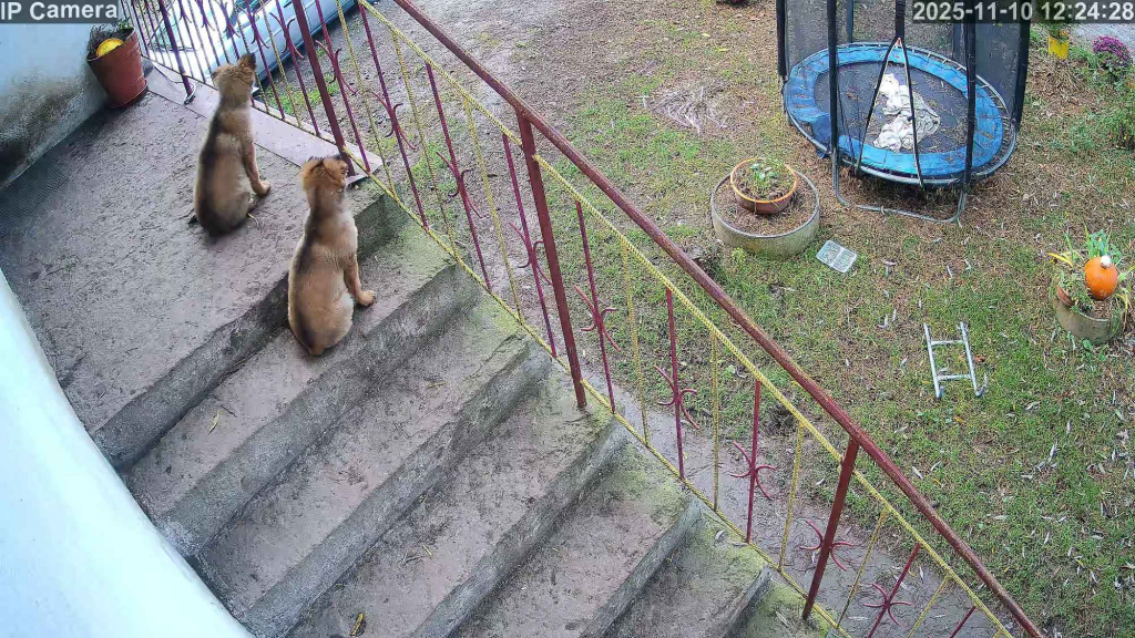 Owczarek niemiecki Sieprawice - zdjęcie 2