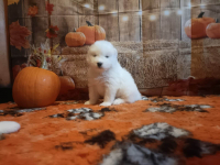 Rasowe szczeniaki samoyed Bukowno - zdjęcie 7